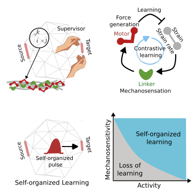 Physical learning in cytoskeletal networks